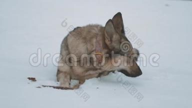 这条狗躺在冰冻的河边的雪地上，雾蒙蒙的天气在河边的森林里，冬天，慢